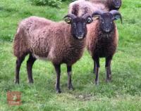 10 PUREBRED SOAY EWES - BIDS PER LIFE - 3