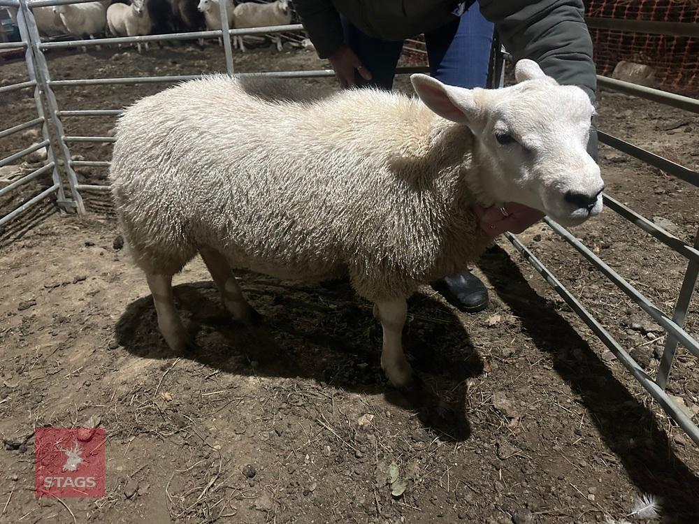 TEXEL RAM LAMB