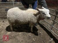 TEXEL RAM LAMB - 2