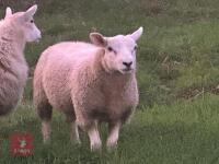 TEXEL RAM LAMB - 4