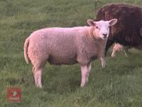 TEXEL RAM LAMB - 5