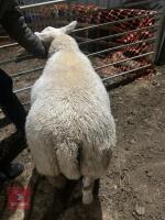 TEXEL RAM LAMB - 6