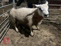 TEXEL RAM LAMB