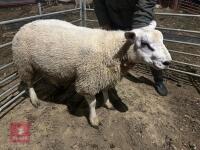 TEXEL RAM LAMB - 3