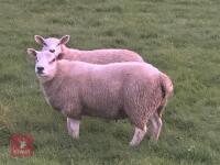 TEXEL RAM LAMB - 4