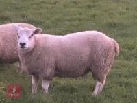 TEXEL RAM LAMB - 5