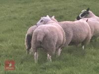 TEXEL RAM LAMB - 6