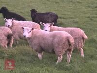 TEXEL RAM LAMB - 7