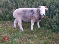 PUREBRED 2T HERDWICK BREEDING RAM