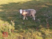PUREBRED 2T HERDWICK BREEDING RAM - 2