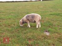 PUREBRED 2T HERDWICK BREEDING RAM - 3