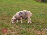 PUREBRED 2T HERDWICK BREEDING RAM - 4