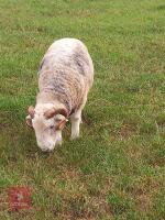 PUREBRED 2T HERDWICK BREEDING RAM - 5