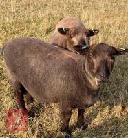 PEDIGREE COLOURED RYELAND SHEARLING RAM