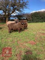 PEDIGREE COLOURED RYELAND SHEARLING RAM - 2