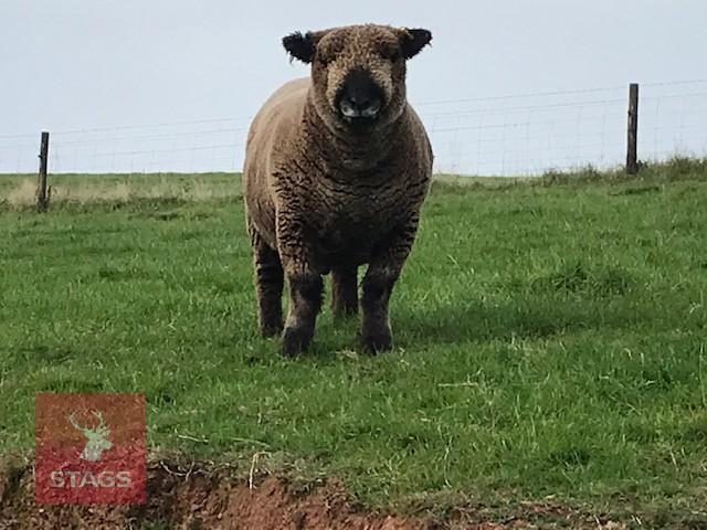 PEDIGREE COLOURED RYELAND SHEARLING RAM