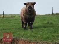 PEDIGREE COLOURED RYELAND SHEARLING RAM