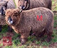 PEDIGREE COLOURED RYELAND SHEARLING RAM - 2