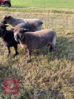 PEDIGREE COLOURED RYELAND SHEARLING RAM - 3