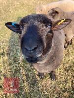 PEDIGREE COLOURED RYELAND SHEARLING RAM - 4