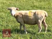 5 FULL MOUTH DORSET EWES - BIDS PER LIFE