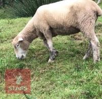 5 FULL MOUTH DORSET EWES - BIDS PER LIFE - 2