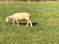 5 FULL MOUTH DORSET EWES - BIDS PER LIFE - 3