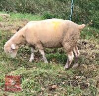 5 FULL MOUTH DORSET EWES - BIDS PER LIFE - 4