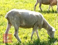 5 FULL MOUTH DORSET EWES - BIDS PER LIFE - 5