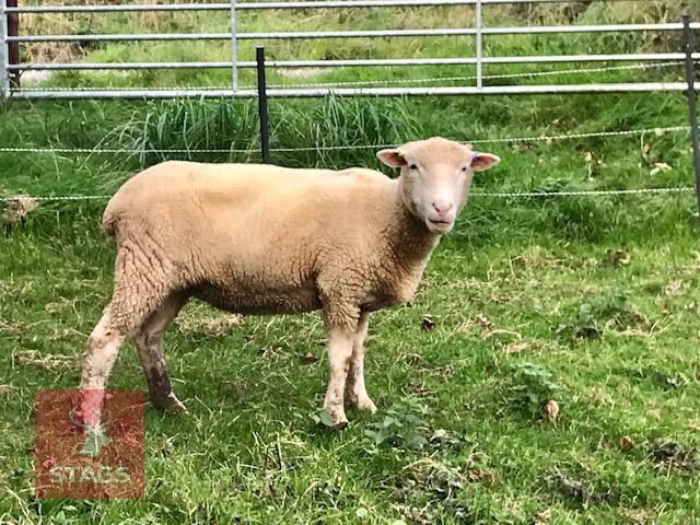 6 FULL MOUTH DORSET EWES - BIDS PER LIFE