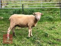 6 FULL MOUTH DORSET EWES - BIDS PER LIFE