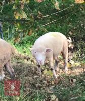6 FULL MOUTH DORSET EWES - BIDS PER LIFE - 4