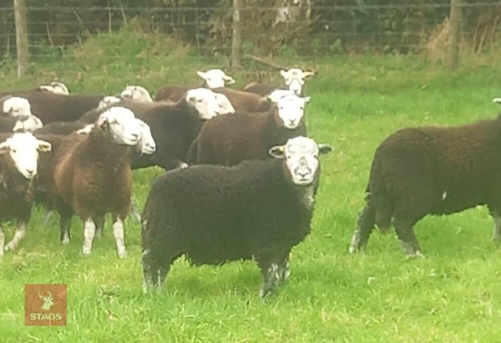 25 PURE HERDWICK EWE LAMBS - BIDS PER LIFE