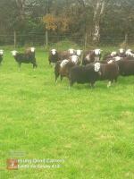 25 PURE HERDWICK EWE LAMBS - BIDS PER LIFE - 2