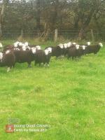 25 PURE HERDWICK EWE LAMBS - BIDS PER LIFE - 3