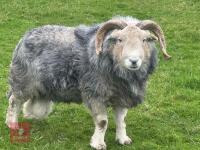 HERDWICK 4T RAM - 4