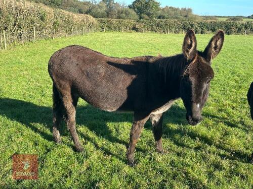 9YO JENNY DONKEY