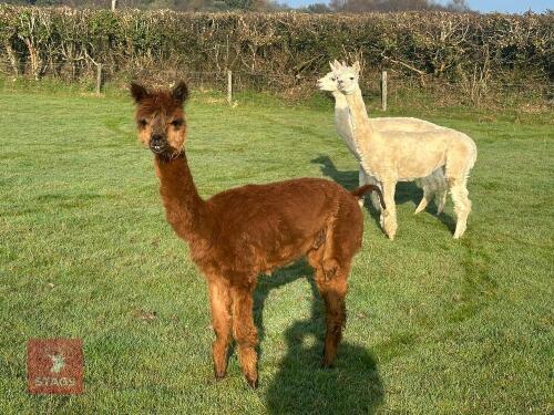 MALE ALPACA
