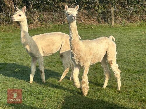 2 FEMALE ALPACAS - BIDS PER LIFE