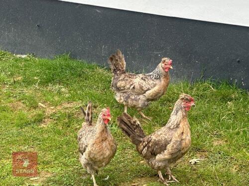 4 CREAM CRESTED LEGBAR HENS - BIDS PER LIFE