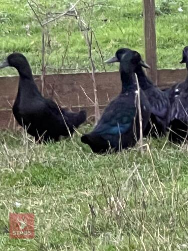 3 FEMALE CAYUGA DUCKS - BIDS PER LIFE