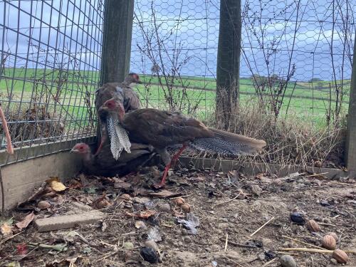 4 SILVER PHEASANTS - BIDS PER LIFE
