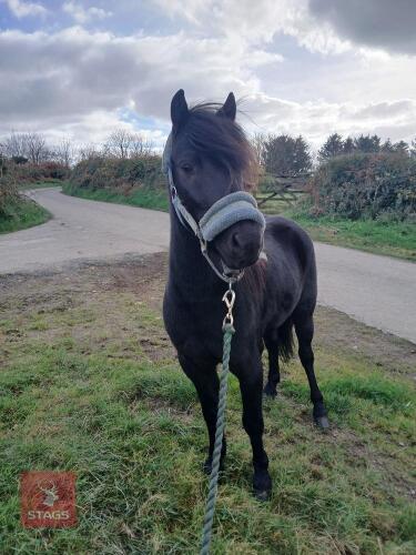 5YO DARTMOOR GELDING