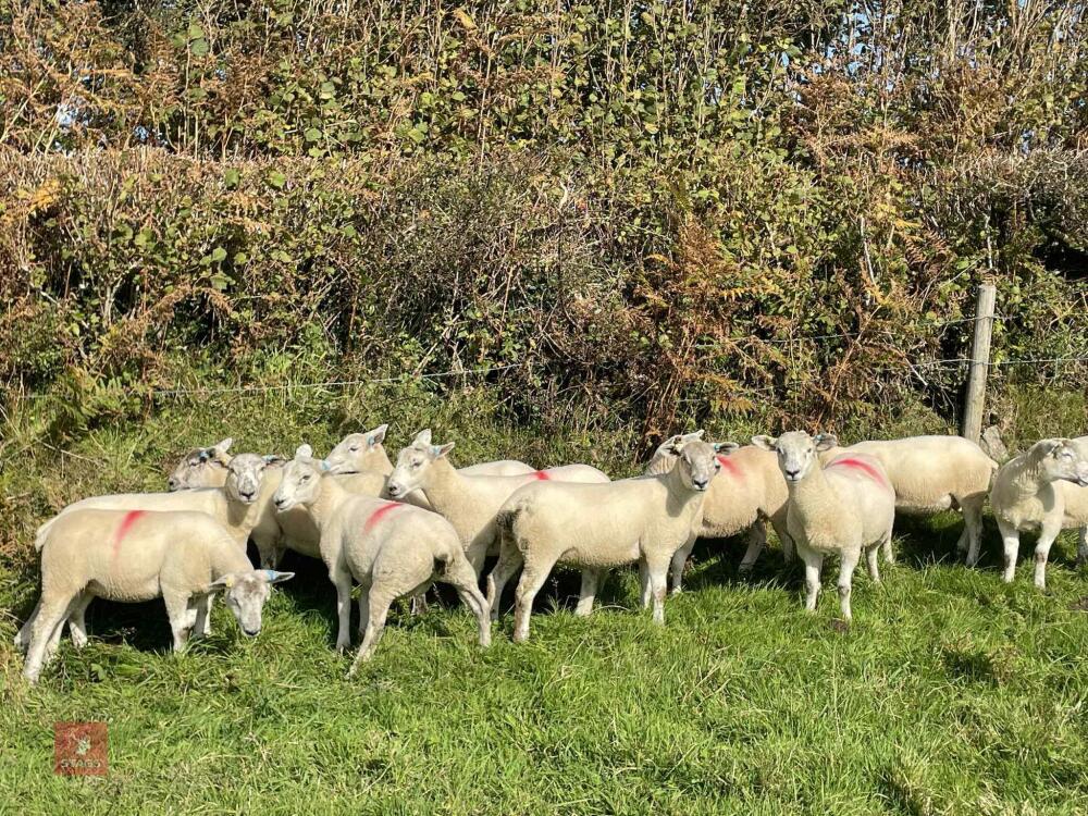 11 TEXEL X MULE EWE LAMBS - BIDS PER LIFE