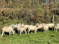 11 TEXEL X MULE EWE LAMBS - BIDS PER LIFE