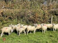 11 TEXEL X MULE EWE LAMBS - BIDS PER LIFE - 2