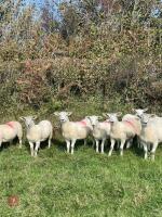 11 TEXEL X MULE EWE LAMBS - BIDS PER LIFE - 3