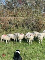 11 TEXEL X MULE EWE LAMBS - BIDS PER LIFE - 4