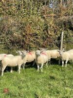 11 TEXEL X MULE EWE LAMBS - BIDS PER LIFE - 5
