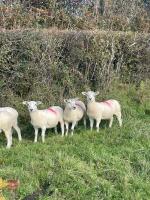11 TEXEL X MULE EWE LAMBS - BIDS PER LIFE - 6